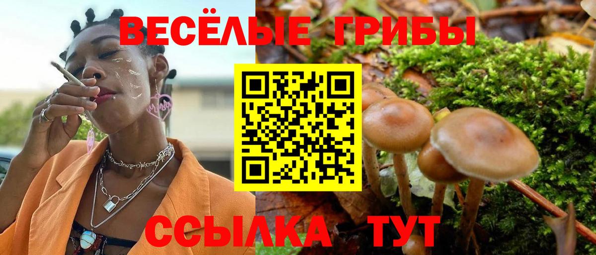 где купить наркоту  Псилоцибиновые грибы MAGIC MUSHROOMS  Изобильный  Вход с VPN  Галлюциногенные грибы GOLDEN TEACHER 